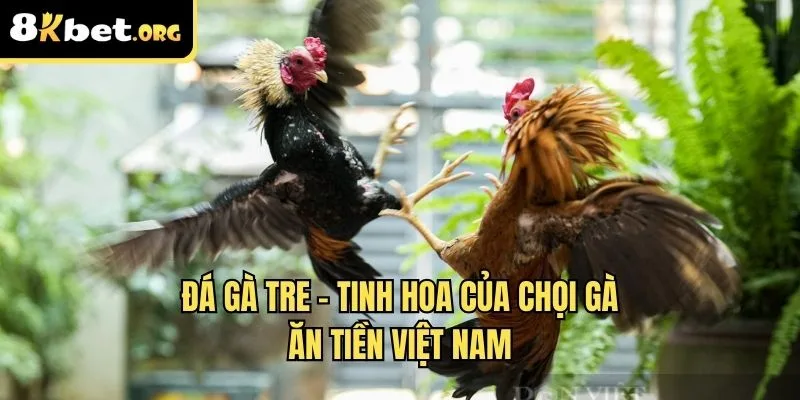 đá gà tre 8kbet